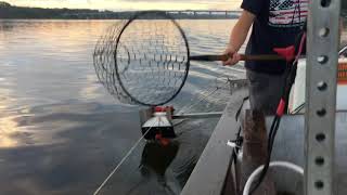 Commercial Crabbing Severn River MD [upl. by Haile]