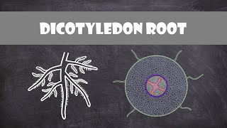 Dicotyledon Root Structure  Plant Biology [upl. by Tindall]