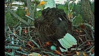 Big Bear Eagles  CONGRATULATIONS  JACKIE amp SHADOWS FIRST EGG OF THE SEASON IS HERE XOXOXO [upl. by Anhoj]