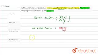 In Mendelian dihybrid cross when heterozygous Round Yellow are self crossed Rou [upl. by Sikram328]