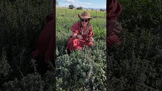 How to Forage for Medicinal Herb Horehound Wilderness Survival Apothecary [upl. by Arlina]