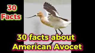 30 facts about American Avocet [upl. by Saunders]