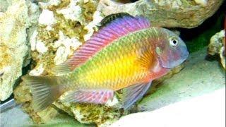 Tropheus sp Kasanga Tropheus Moorii Red Rainbow [upl. by Jenifer]