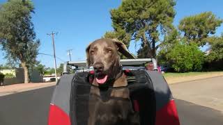 Weimaraner Dog In A Doggyride Novel Bike Trailer [upl. by Ominoreg620]