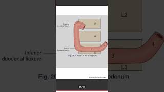 duodenum anatomy  johari mbbs medical my life essential of Medical science tcml [upl. by Turtle]