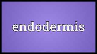 Endodermis Meaning [upl. by Adnawyek476]