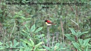 Firetailed Sunbird Aethopyga ignicauda ဝတ်ရည်စုပ်မြီးရှည်  Myanmar Bird Videos [upl. by Clyde114]