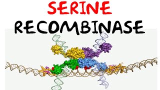 Serine recombinase [upl. by Alaj733]