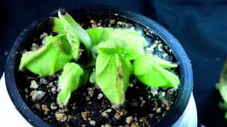 PlantB10 Cephalotus follicularis Bubble Giant  biweekly maintenance – 10624 [upl. by Nivle]