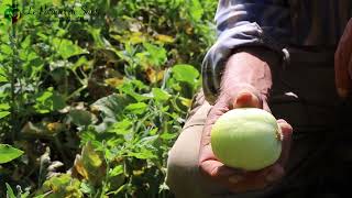 Le concombre Lemon une variété ancienne à découvrir [upl. by Suoicserp]