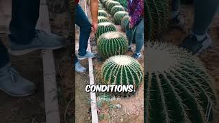 Cactus farming in china shorts science [upl. by Hermy663]