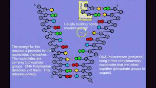 DNA Replication [upl. by Einna391]