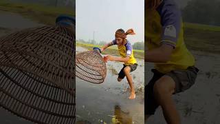 BIG Fish Caught with Traditional POLO Trap Fishingshorts fish fishingvideo polo vira koi [upl. by Enajiram]