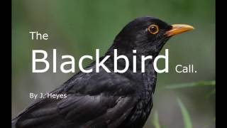 Blackbird songcall slowed down [upl. by Aiceled]