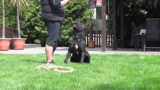 Cane Corso Wurfplanung Alice amp Paolo [upl. by Kabab568]