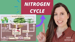 NITROGEN CYCLE A level biology AQA Saprobionts nitrogenfixing ammonification amp nitrification [upl. by Pacheco]