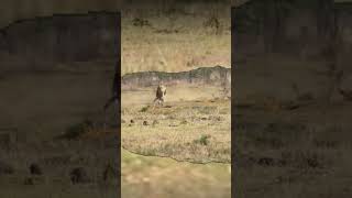 Lions In The Africas National Afa Park [upl. by Marin]