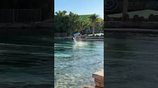 Commerson Dolphin Jumps At Aquatica 😍 aquatica dolphins shorts [upl. by Takara]