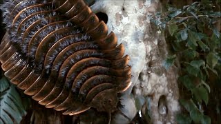 Arthropleura  The Largest Arthropod That Ever Existed  Documentary EnglishHD [upl. by Lorena]