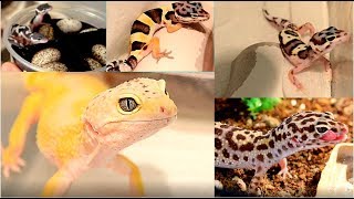 Leopard Gecko Breeding  Baby Leopard Care and Setup [upl. by Duwe]