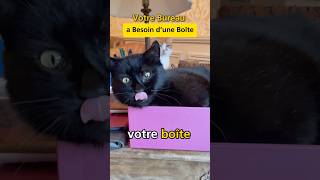 Votre chat ne pourra pas résister à une boîte sur le bureau chatonmignon [upl. by Burta]