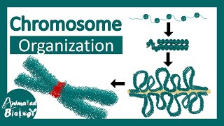 Chromosome structure  Chromatin organization  3D chromatin  levels of organization in chromosomes [upl. by Alroi]