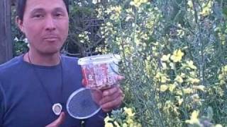 3 Tips to Ensure LadyBugs Stay in Your Garden after Release [upl. by Ynaittirb]