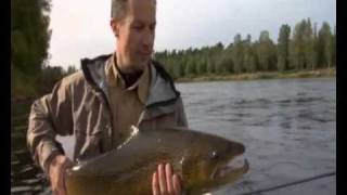 Extremely nice trout catched in Sweden Klarälven Forshaga [upl. by Licht]