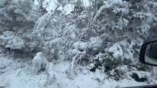 Snowfall  Mount Field National park Tasmania [upl. by Noterb]