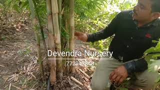 Polymorpha Bamboo Farming  Sandip Mali 7021187007 772947840 Devendra Nursery [upl. by Akit]