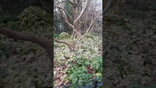 Battersea Park in London  video 2 [upl. by Allyn]