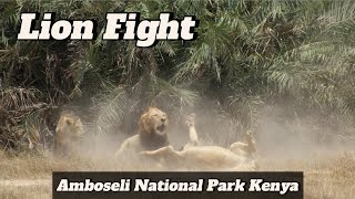 Amboseli National Park Kenya  Lion Fight Got Captured [upl. by Sieracki612]