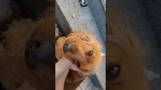 How I clean ears of my English Cocker Spaniel Robby 🧡🐶 [upl. by Tteirrah246]