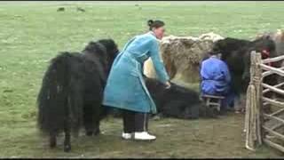 Mongolia  yak milking [upl. by Naivaj]