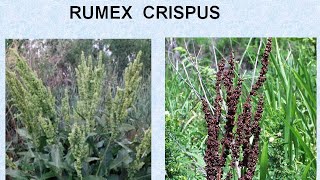 RUMEX CRISPUS  ΑΝΤΙΜΕΤΩΠΙΣΗ ΟΞΕΩΝ ΚΑΤΑΣΤΑΣΕΩΝ ΜΕ ΟΜΟΙΟΠΑΘΗΤΙΚΗ [upl. by Ralph27]