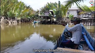 Satu pancing sudah disambar ikan disambar lagi pancing yang lain [upl. by Eimat]