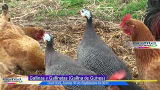 Gallineta o Gallina de Guinea [upl. by Sachs]