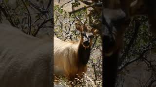 Had another amazing day in the elk woods so much fun calling these bulls up three at one time [upl. by Ellicul]