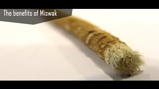 The benefits of Using Miswak in Islam and how to use Miswak [upl. by Enyluqcaj633]