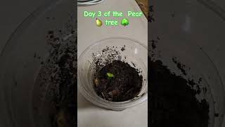 DAY 3 OF THE Pear 🍐 Tree 🌳 about to produce the true leaves 🍃 gardening garden food pear love [upl. by Augusta]