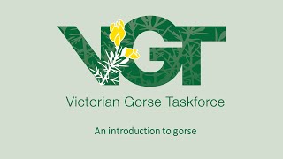 An Introduction to Gorse [upl. by Hewe]