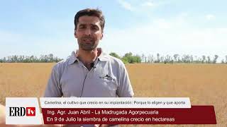 Cultivo de Camelina en 9 de Julio Comenzo su cosecha [upl. by Peoples]