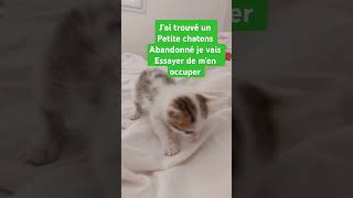 chat abandonné il est trop chou 🥰 [upl. by Vareck]