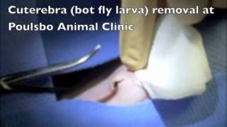 Cuterebra bot fly removal Poulsbo Animal Clinic [upl. by Aidan356]