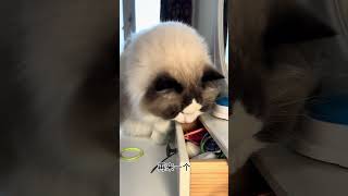 cutecat cat kitten cats kitty chat gato 猫 बिल्ली kat gatto cattus neko кот Ragdoll [upl. by Ellenad]