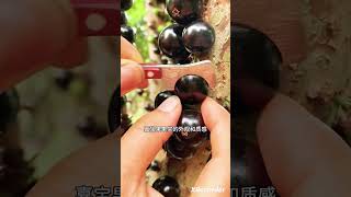 Jaboticaba fruit Jaboticaba Precoce Exotic Fruit Plants [upl. by Pax]