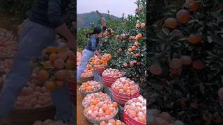 Why this white powder applied in fruits  fruits facts [upl. by Atilem759]