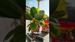 Top Care Tips for a Thriving Split Leaf Philodendron 🌿  Twig Terrace [upl. by Bradwell769]