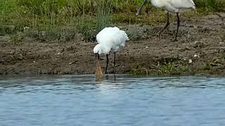 Spoonbills  துடுப்பு வாயன் [upl. by Hanas]