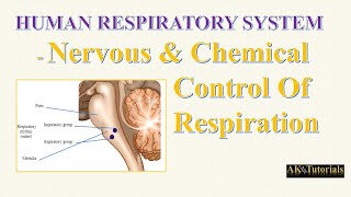 Lec 07 Nervous amp Chemical Control of Respiration  Human Respiratory System [upl. by Solram]